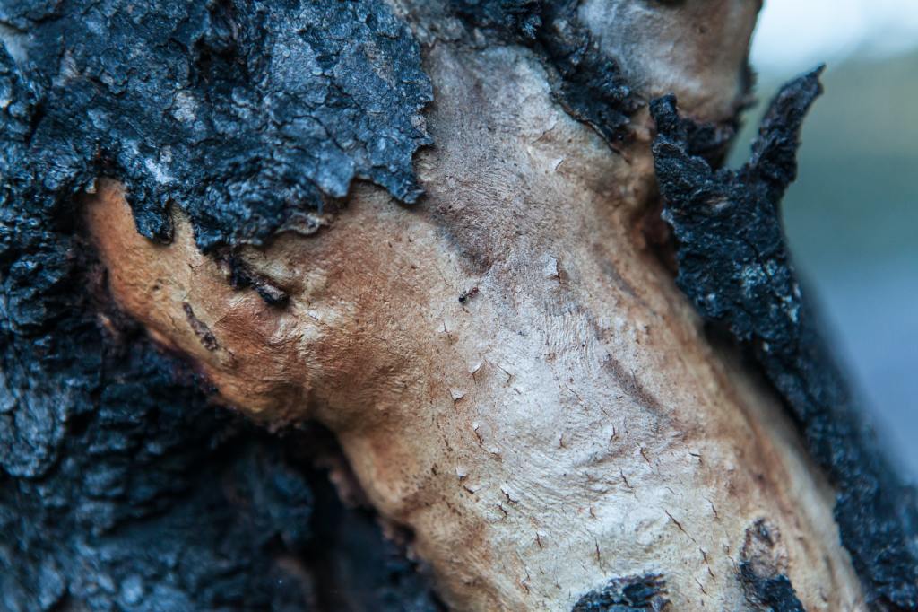 Garigal National Park, Saint Ives, Australia